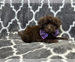 Image preview for Ad Listing. Nickname: Hershey