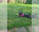 Small #5 American Staffordshire Terrier Mix