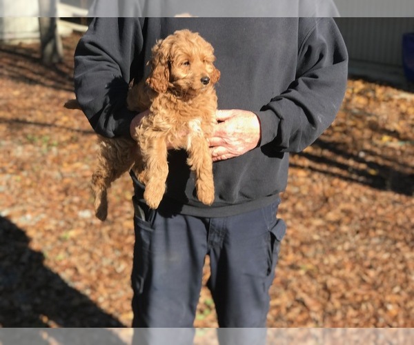 Medium Photo #8 Goldendoodle (Miniature) Puppy For Sale in VACAVILLE, CA, USA