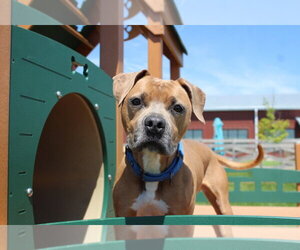 Saint - Male Mutt Dog for Adoption - Photo #6
