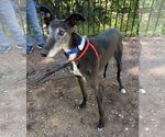 Small #2 Greyhound
