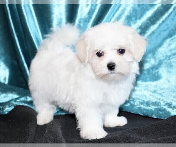 Medium Photo #1 Maltese Puppy For Sale in ROCK VALLEY, IA, USA
