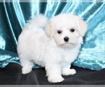 Small Photo #1 Maltese Puppy For Sale in ROCK VALLEY, IA, USA