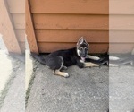 Small #1 German Shepherd Dog