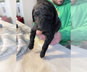 Goldendoodle-Poodle (Miniature) Mix Puppy for sale in FLAT ROCK, NC, USA
