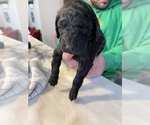 Small Goldendoodle-Poodle (Miniature) Mix