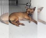 A663371 - Male Chihuahua Dog for Adoption - Small photo