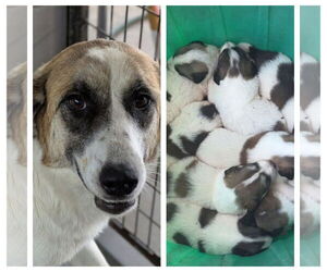 Great Pyrenees-Unknown Mix Dogs for adoption in Minneapolis, MN, USA