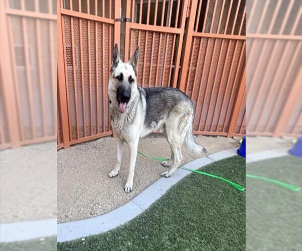 Medium Photo #2 German Shepherd Dog-Unknown Mix Puppy For Sale in Las Vegas, NV, USA