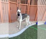 Small Photo #2 German Shepherd Dog-Unknown Mix Puppy For Sale in Las Vegas, NV, USA