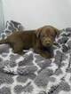 Small Photo #3 Labrador Retriever Puppy For Sale in CENTRAL CITY, PA, USA