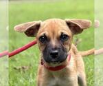 Small Dachshund Mix