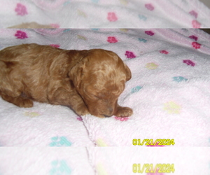 Poodle (Toy) Puppy for sale in DULUTH, GA, USA