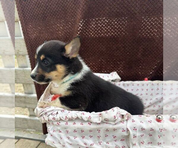Medium Photo #3 Pembroke Welsh Corgi Puppy For Sale in ROCKVILLE, IN, USA