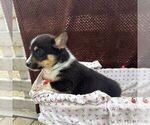 Small #2 Pembroke Welsh Corgi