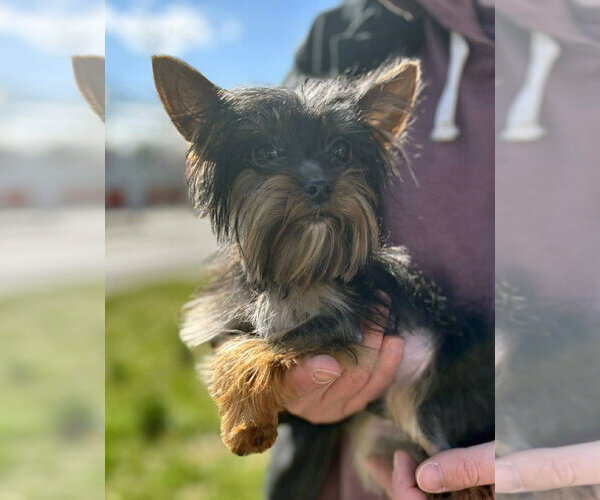 Medium Photo #2 Mutt Puppy For Sale in Matawan, NJ, USA