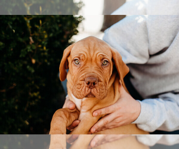 Medium Photo #2 Dogue de Bordeaux Puppy For Sale in COLUMBIA, MO, USA