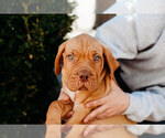 Small Photo #2 Dogue de Bordeaux Puppy For Sale in COLUMBIA, MO, USA