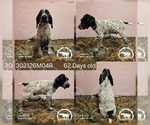 Puppy Boy 302126M04R German Shorthaired Pointer