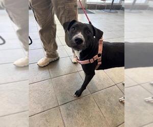 Labrador Retriever-Unknown Mix Dogs for adoption in San Antonio, TX, USA