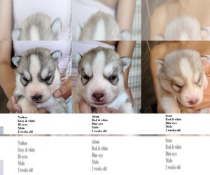 Siberian Husky Puppy for sale in HEPPNER, OR, USA