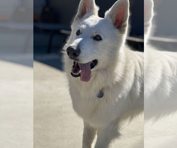 Medium Photo #2 German Shepherd Dog Puppy For Sale in San Diego, CA, USA