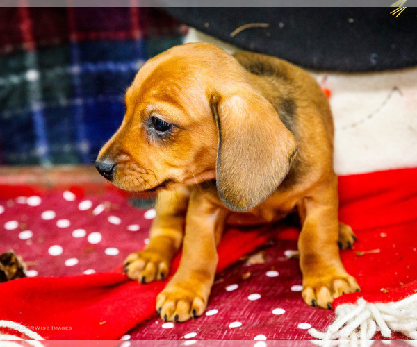 Medium Photo #5 Dachshund Puppy For Sale in WAKARUSA, IN, USA