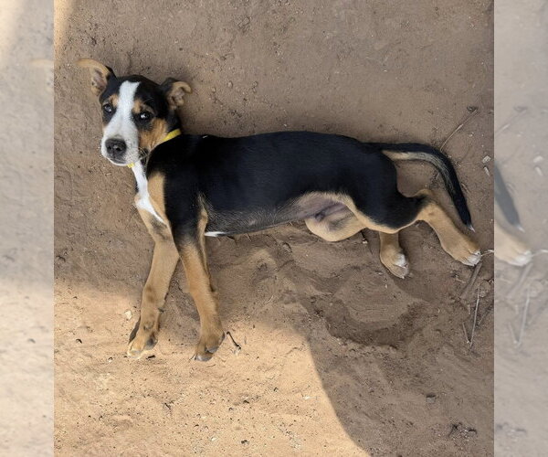 Medium Photo #6 Australian Shepherd-Unknown Mix Puppy For Sale in OKLAHOMA CITY, OK, USA