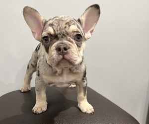 French Bulldog Puppy for sale in OAKLAND, NJ, USA
