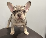 Small Photo #1 French Bulldog Puppy For Sale in OAKLAND, NJ, USA