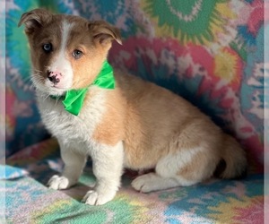 Collie-Pembroke Welsh Corgi Mix Puppy for sale in LANCASTER, PA, USA