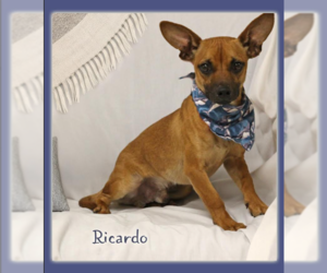 Chihuahua-Unknown Mix Dogs for adoption in Cranston, RI, USA