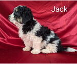 Small Photo #9 Bernedoodle (Miniature) Puppy For Sale in CANON CITY, CO, USA