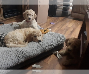 Goldendoodle Puppy for sale in AIKEN, SC, USA