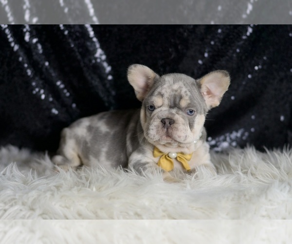 Medium Photo #3 French Bulldog Puppy For Sale in WARSAW, IN, USA