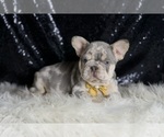 Small #2 French Bulldog