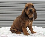 Small Photo #3 Basset Hound Puppy For Sale in DUNNVILLE, KY, USA