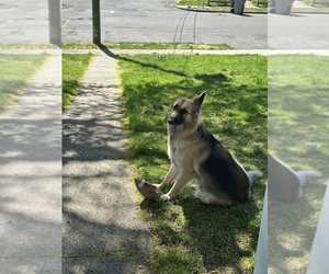 Mother of the German Shepherd Dog puppies born on 05/09/2025