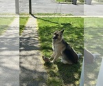 Small Photo #1 German Shepherd Dog Puppy For Sale in BRISTOL, CT, USA