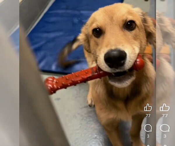Medium Photo #1 Golden Labrador Puppy For Sale in garner, NC, USA
