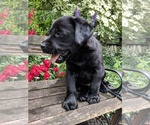 Small Photo #2 Labrador Retriever Puppy For Sale in ALLEGHENYVILLE, PA, USA