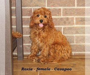 Cavapoo Puppy for sale in CLARKRANGE, TN, USA