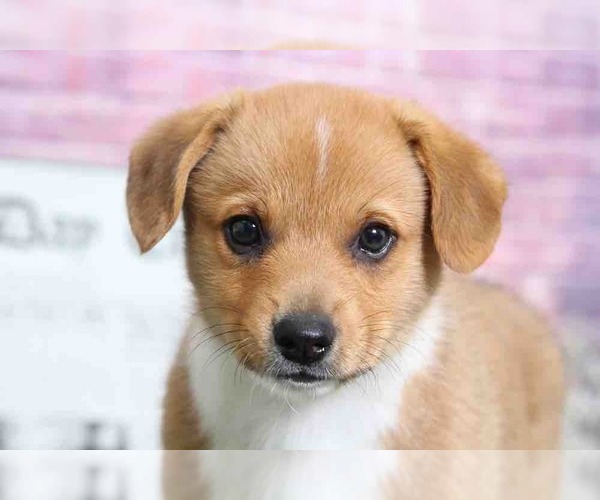 Medium Photo #2 Pembroke Welsh Corgi Puppy For Sale in BEL AIR, MD, USA
