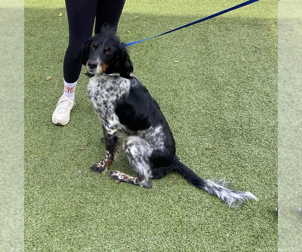 Medium Photo #9 - Mix Puppy For Sale in Curwensville, PA, USA