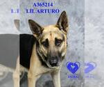 Small Photo #2 German Shepherd Dog Puppy For Sale in Stockton, CA, USA