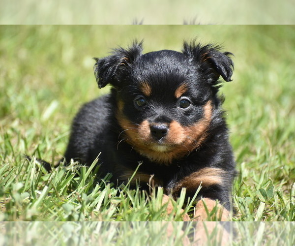 Medium Photo #6 Miniature American Shepherd Puppy For Sale in PALM COAST, FL, USA