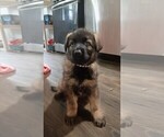 Small #1 German Shepherd Dog
