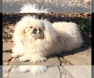 Father of the Pekingese puppies born on 10/14/2019