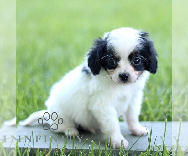 Medium Photo #2 Cavapoo (Miniature) Puppy For Sale in LEOLA, PA, USA