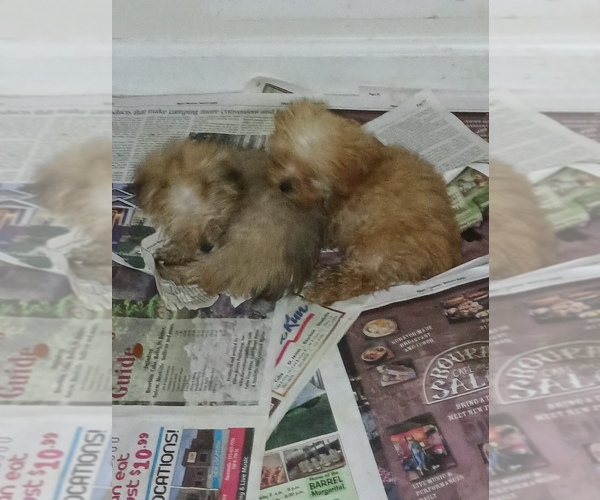 Medium Photo #1 Poodle (Toy)-YorkiePoo Mix Puppy For Sale in LEASBURG, MO, USA